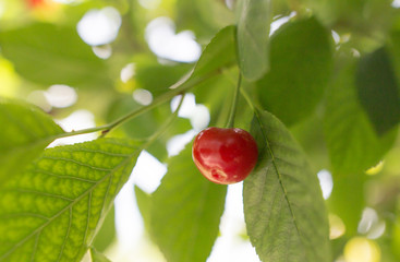 Red cherry on a tree in summer