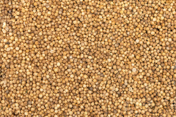 Organic Dried coriander seeds (Coriandrum sativum) closeup background texture.