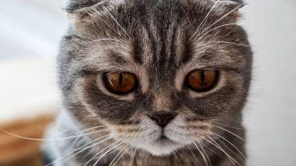 The sad face of the British lop-eared cats near.