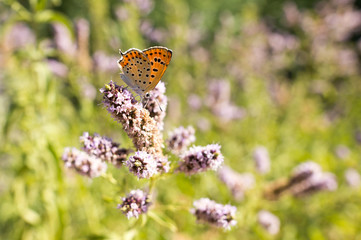 Beautiful butterfly in the wild on a plant