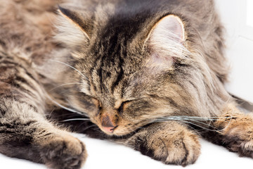 Fototapeta na wymiar Furry Maine Coon cat sleeps