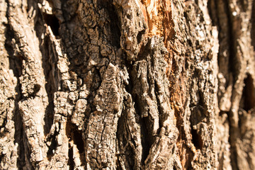 Old bark on a tree as a background