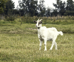Goat in a meadow