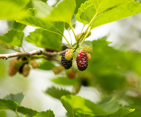 Mulberry berries on a tree in the nature