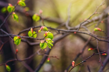 The first green leaves in the spring.