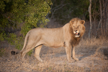 Obraz na płótnie Canvas A horizontal, full length, side view, colour photograph of a male lion, Panthera leo, standing in golden front light in the Greater Kruger Transfrontier Park, SOuth Africa.