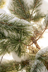 Snow on the Christmas tree in winter