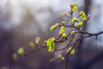 The first green leaves in the spring.