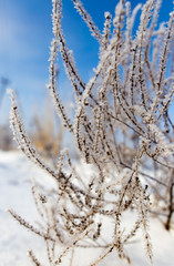 Dry grass in snow on nature