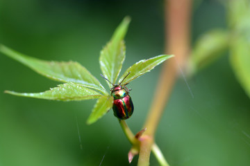 firefly sitting on the green leaf