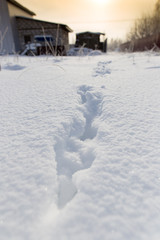 Footprints of the beast on the snow in winter