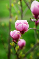 Fototapeta premium A branch of a blossoming pink Magnolia.