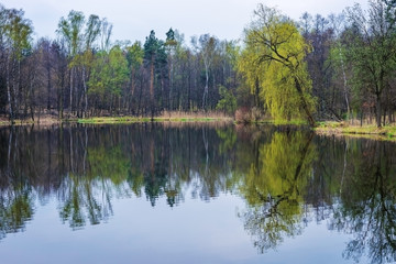 Fototapeta na wymiar Forest lake in the spring.