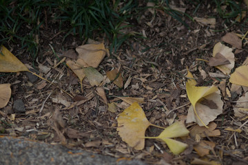 Fallen leaves on the ground on the famous Genko Avenue with beautiful trees that have turned yellow in the autumn season in Meiji Jingu Gaien Park