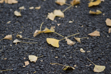 Fallen leaves on the ground on the famous Genko Avenue with beautiful trees that have turned yellow in the autumn season in Meiji Jingu Gaien Park