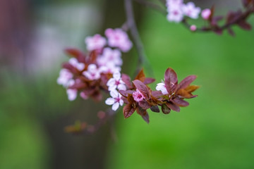 Flowering spring branch in the garden.