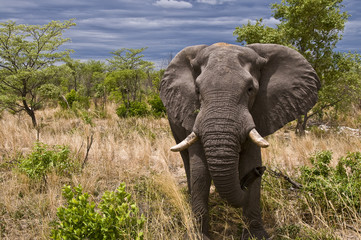 Elefante che si avvicina deciso verso il fuoristrada