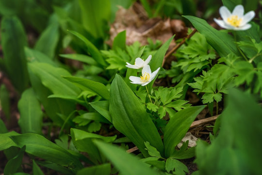 The first spring flowers in the forest.