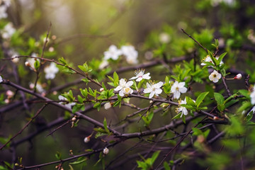 Flowering spring branch in the garden.