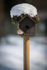 Sparrow in front of bird house covered with snow