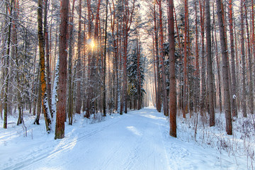 Cold winter forest after snowfall