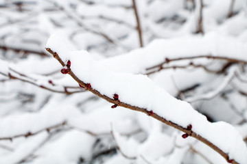 Tree branch with spring buds after heavy snow
