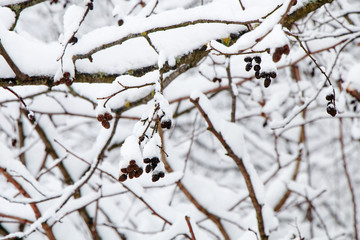 Tree branch with small cones after a heavy snow