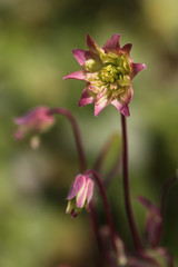 aquilegia standing tall and upright in a warm summer garden meadow