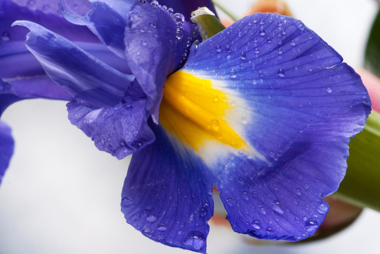 blue violet flower iris in the garden