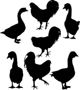 group of seven farm bird black silhouettes
