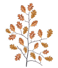 Old dry black wooden branch with lot of dry brown leaves isolated on white background