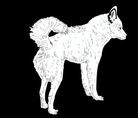 dog single sketch isolated on black