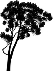 large cuved eucalyptus isolated on white © Alexander Potapov