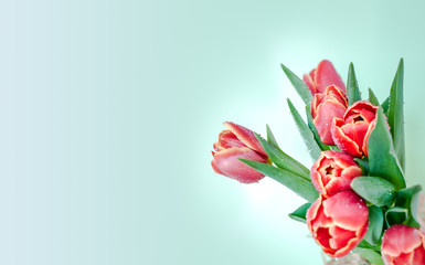 Close-up of tulip flowers with space for message. Mother's Day and Women's Day background.