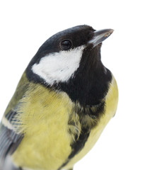great tit closeup isolated on white