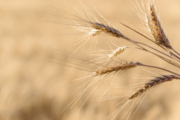Fototapeta premium Ripe wheat in the field closeup