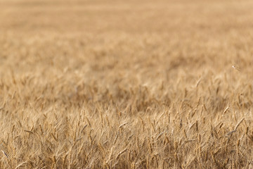Fototapeta premium Ripe wheat in the field closeup