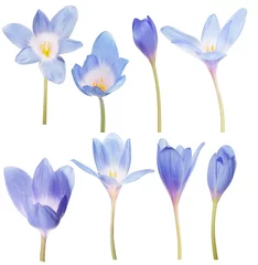 Papier Peint photo Crocus collection de huit fleurs de crocus bleu sur blanc