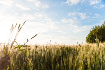 Obraz premium Hand holds bundle of wheat ears in the field. sunset landscape