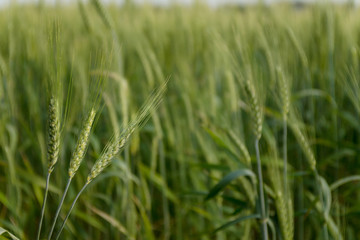 growing green spikelets in the field