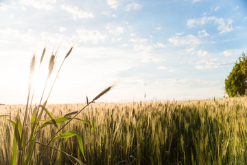 Obraz premium growing cereals in the field. sunset landscape