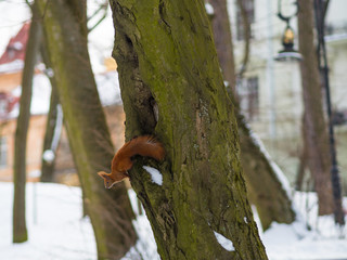 A Eurasian red squirrel playing in the snow in Lviv, Ukraine