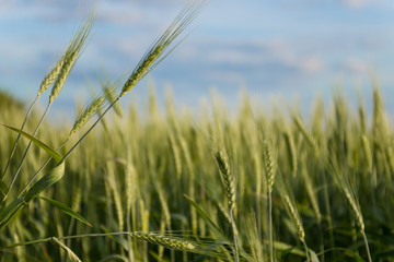 growing green spikelets in the field