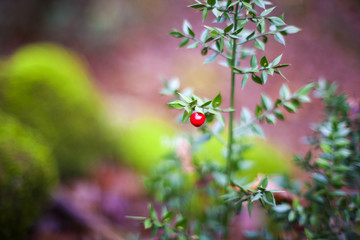 Ruscus aculeatus, known as butcher's-broom
