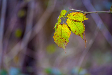 Leaf on branch