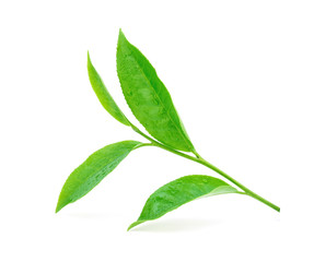 Green tea leaf with drops of water on white background