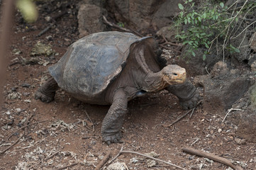 isole galapagos-ecuador