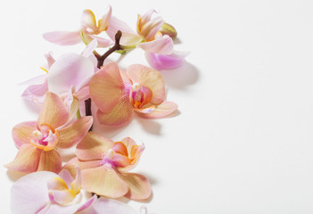 Obraz na płótnie Canvas orchids on white background