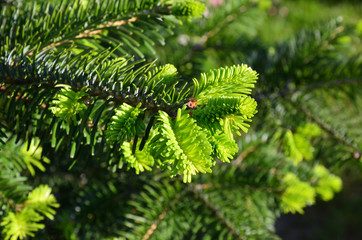 Young green fir branch macro.