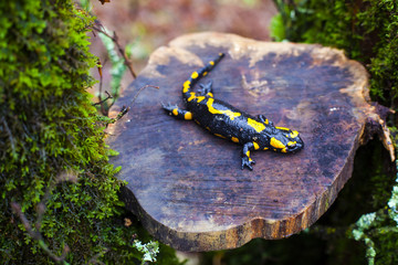 The fire salamander